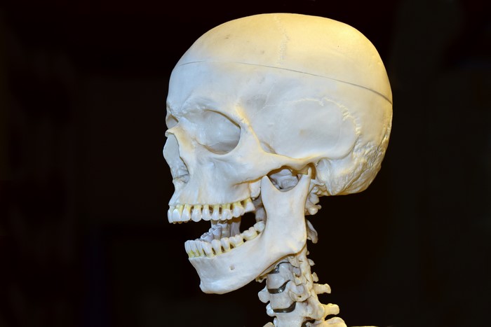 Close-up of a Human Skull with Black Background