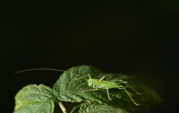 Green Grasshopper on Leaf