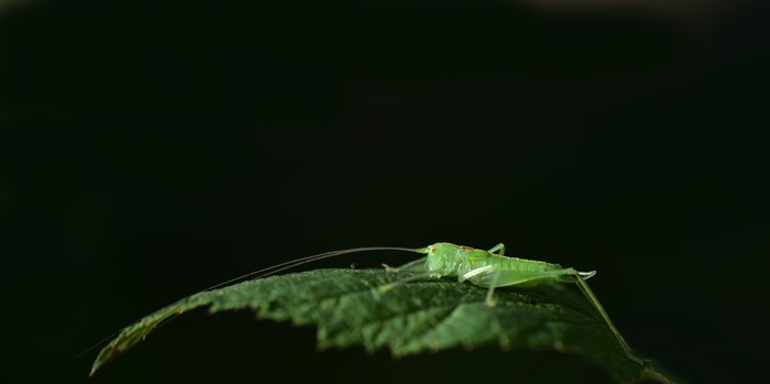 Green grasshopper on a leaf