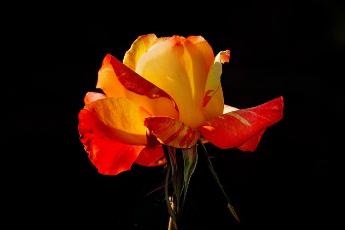 Yellow and red rose with black background