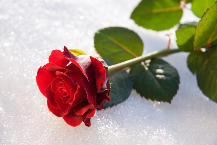 Red rose on snow