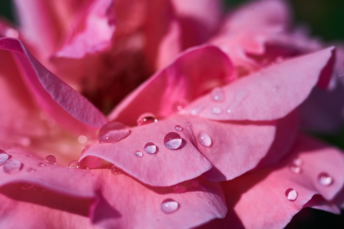 Pink Rose Petals with Water Drops Macro