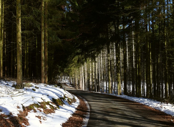 Winding road through a snowy forest with tall trees