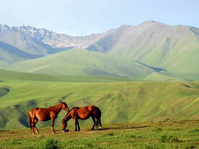 Two horses in a green mountain landscape