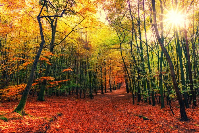 Autumn forest path with sun rays