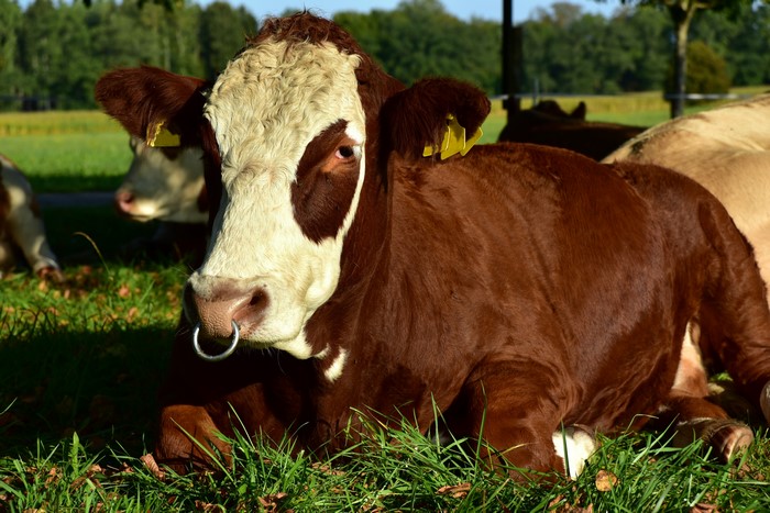 Brown and white cow with nose ring lying in grass