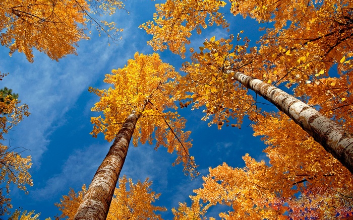 Looking up at autumn trees against a blue sky