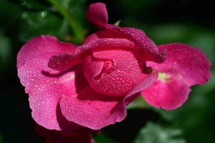Pink rose with water drops