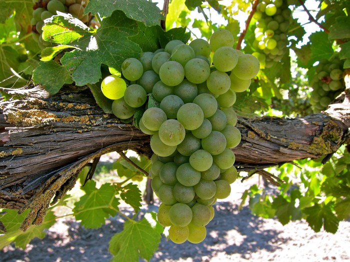 Green grapes on a vine with a wooden branch