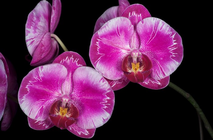 Pink and white orchids on a black background