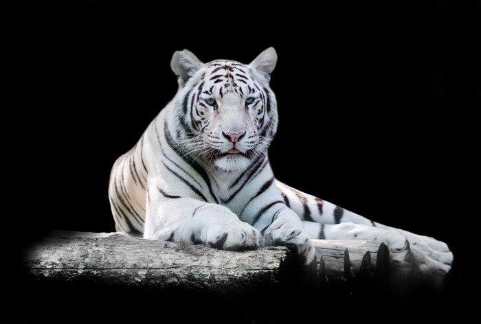 White tiger lying on a log against a black background