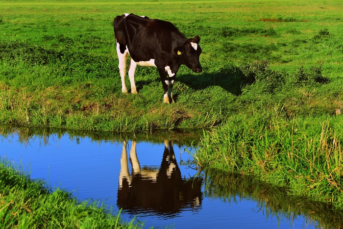 Cow in Grasslands with Reflection
