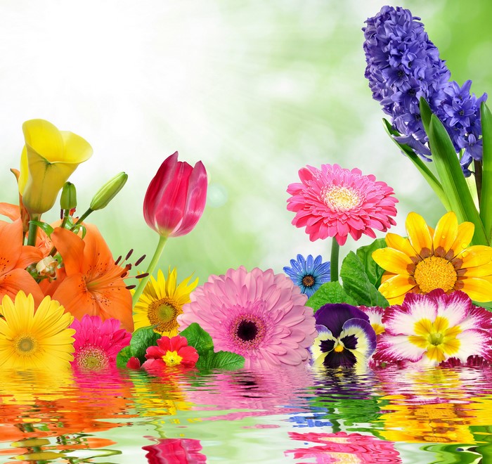 Colorful Spring Flowers Reflected in Water
