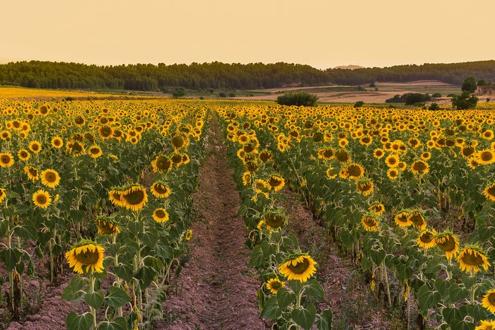 Field of Sunflowers at Sunset