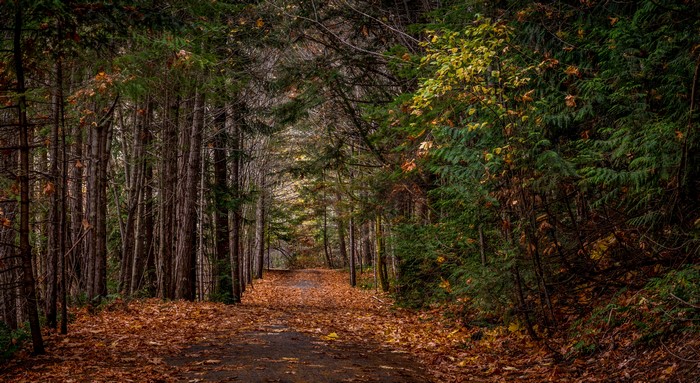 Forest path covered in autumn leaves