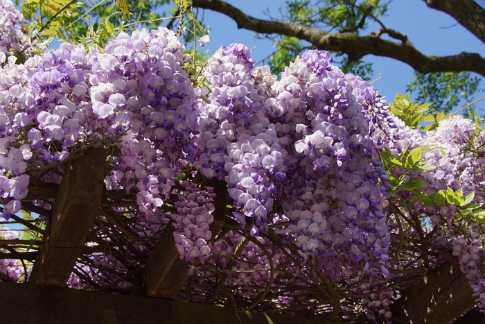 4K Wisteria Closeup