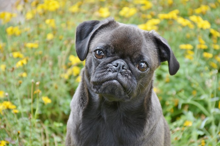Black Pug Dog in Yellow Flowers