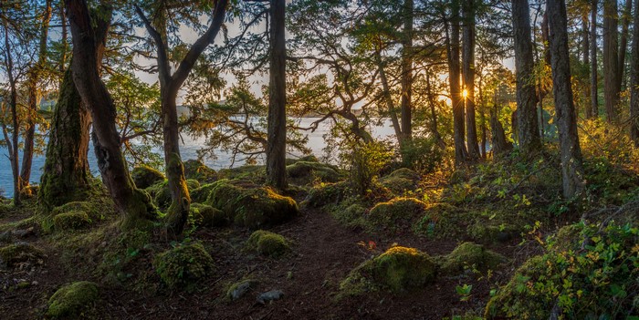 Forest path by the water at sunset in East Sooke Park