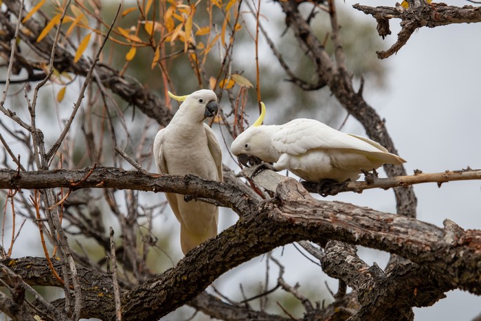 Two Cockatoos on Tree Branches
