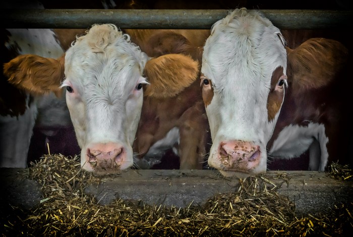 Two cows eating hay