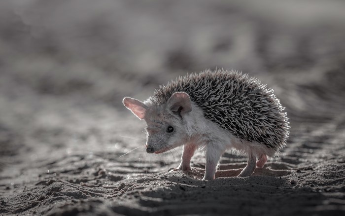 A hedgehog walks on sandy ground