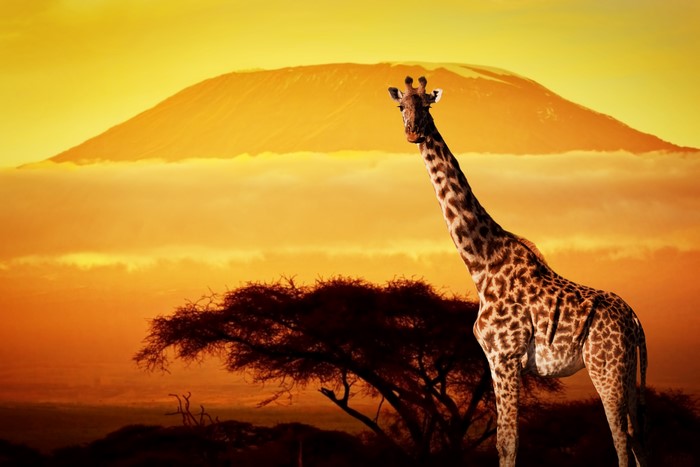 Giraffe in front of Mount Kilimanjaro at sunset