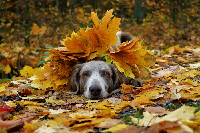 Weimaraner dog in autumn leaves
