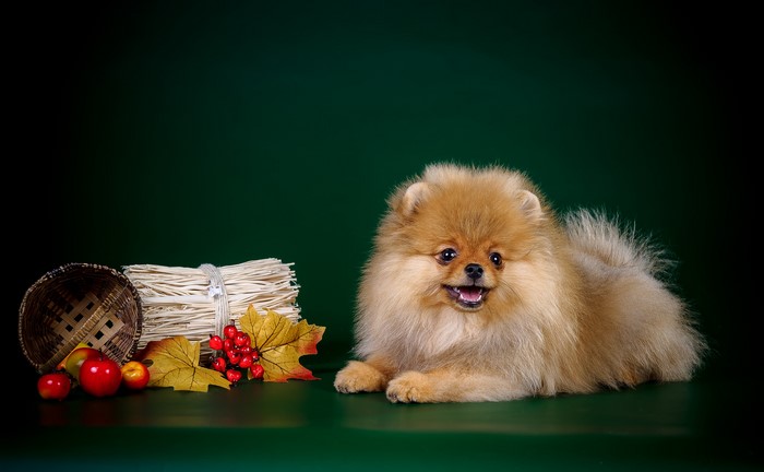 Pomeranian dog with autumn decorations