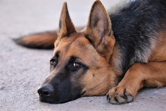German Shepherd dog lying down, close-up