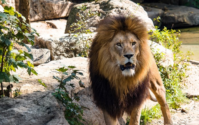 Lion with mane in rocky environment