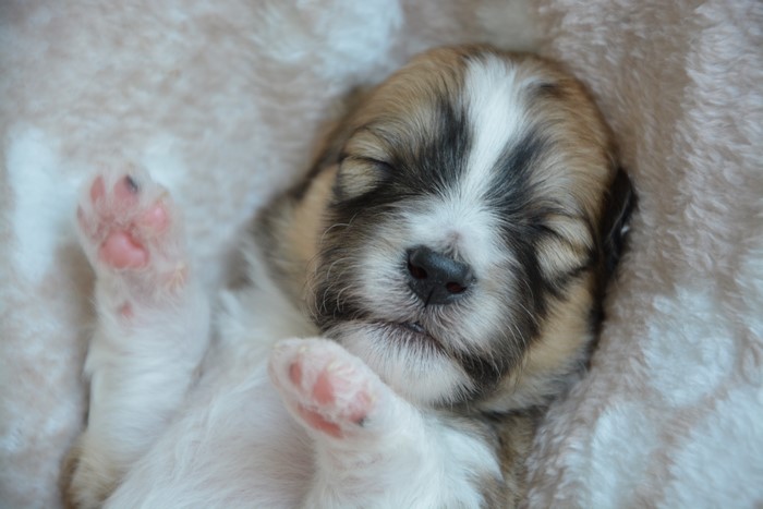 Puppy sleeping on a fluffy blanket