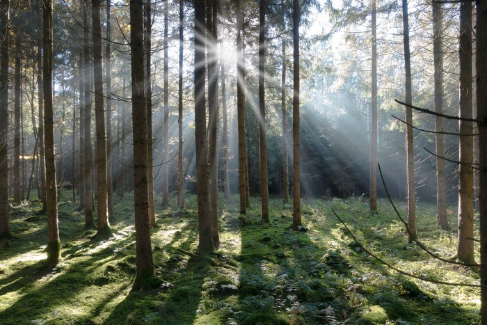 Sunbeams in a Spruce Forest with Moss