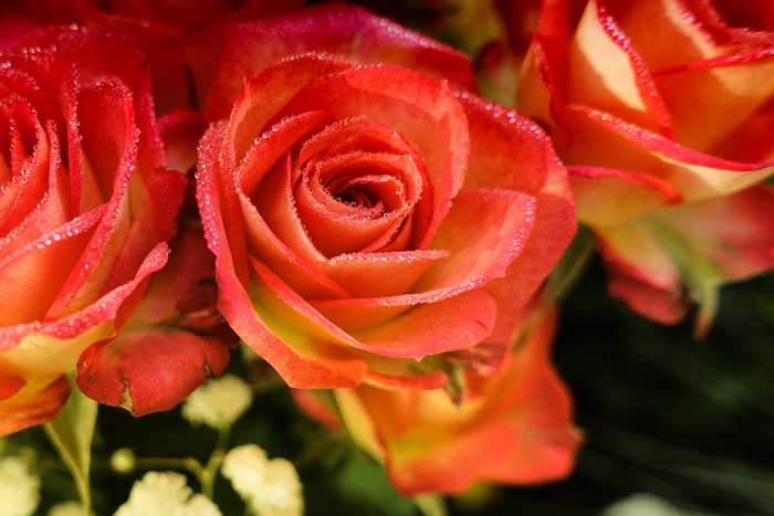 Close-up of Pink and Orange Roses with Dew Drops