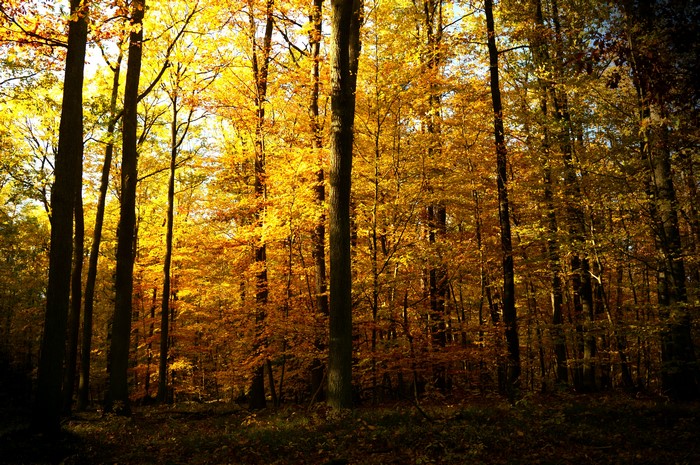Autumn forest with golden trees