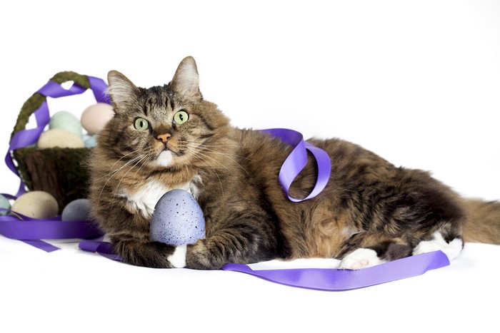 Cat with Easter Eggs and Purple Ribbon
