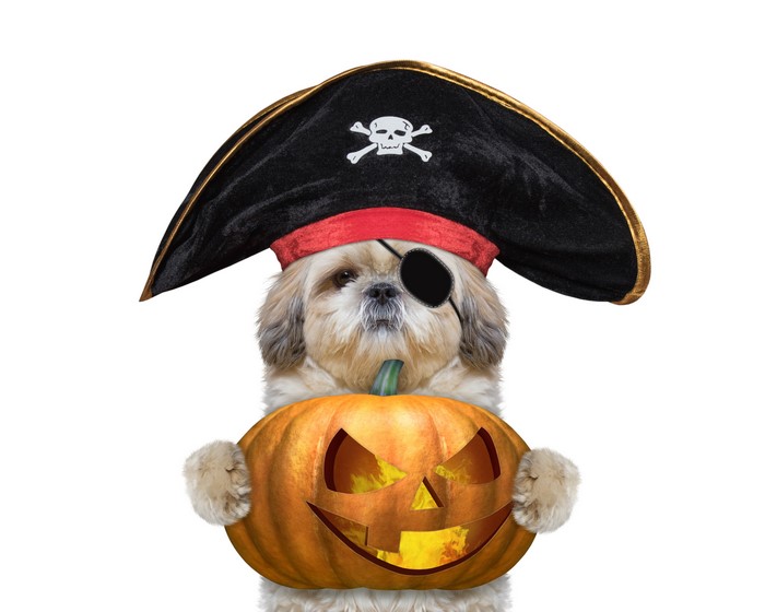 Shih Tzu dog in pirate hat holding Halloween pumpkin
