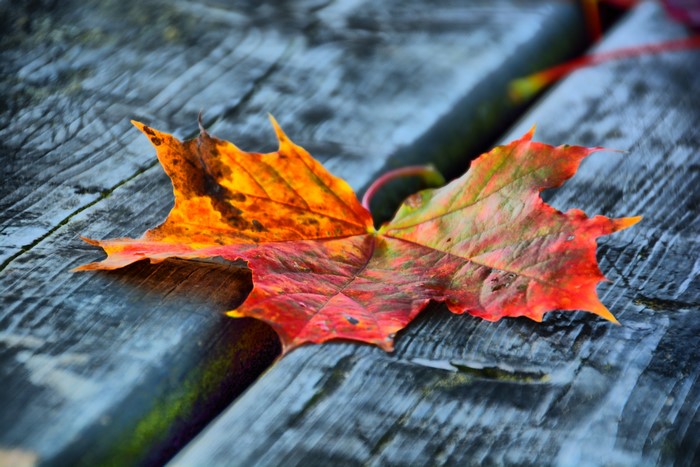 Autumn Maple Leaf on Wood Planks