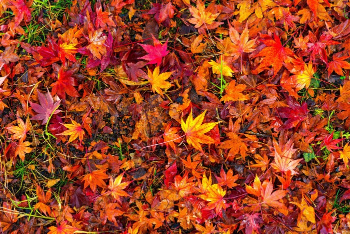 Autumn Foliage on the Ground