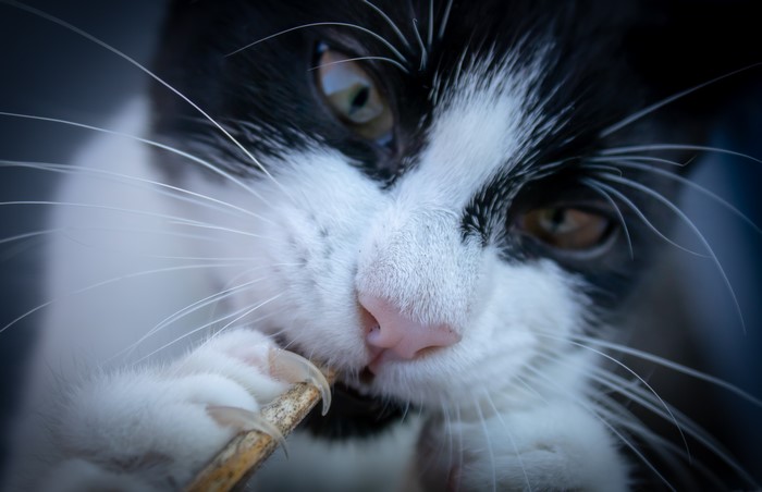 Black and white cat chewing on a stick