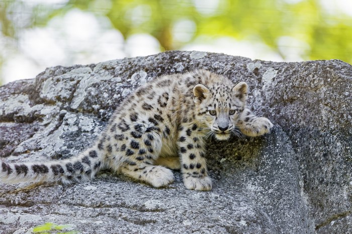 Snow leopard cub on a rock