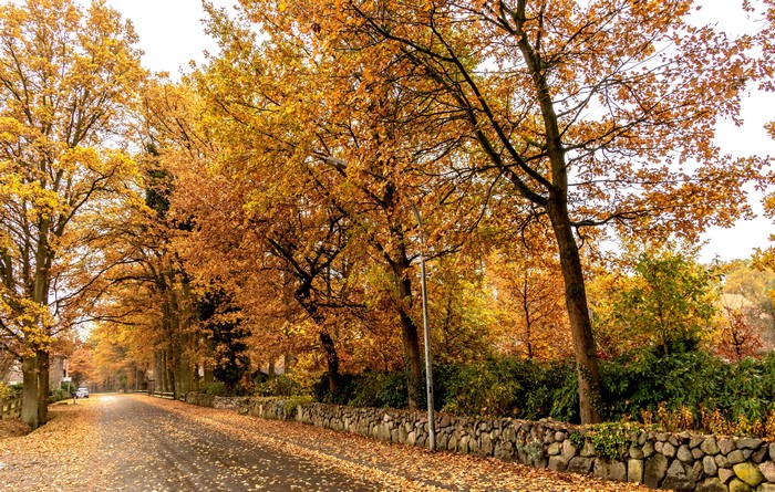 Autumn road with trees and stone wall