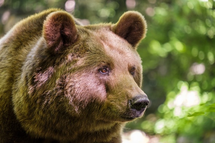 Brown Bear Closeup