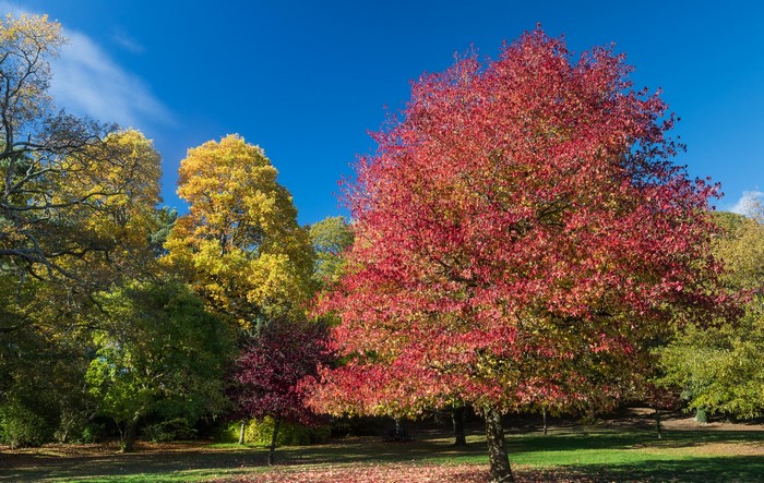 Autumn trees in Clyne Gardens, Swansea, United Kingdom