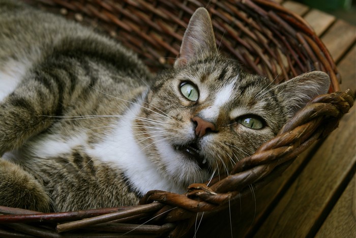 Tabby cat with green eyes in a wicker basket