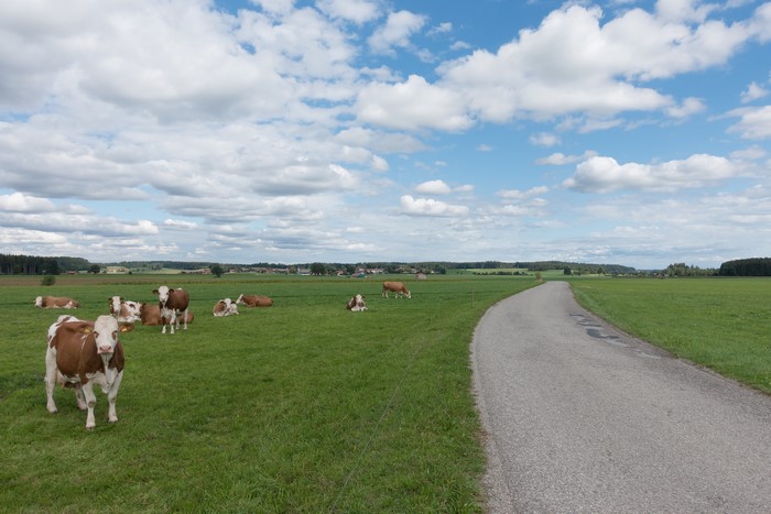 Herd of cows in a green field with a road