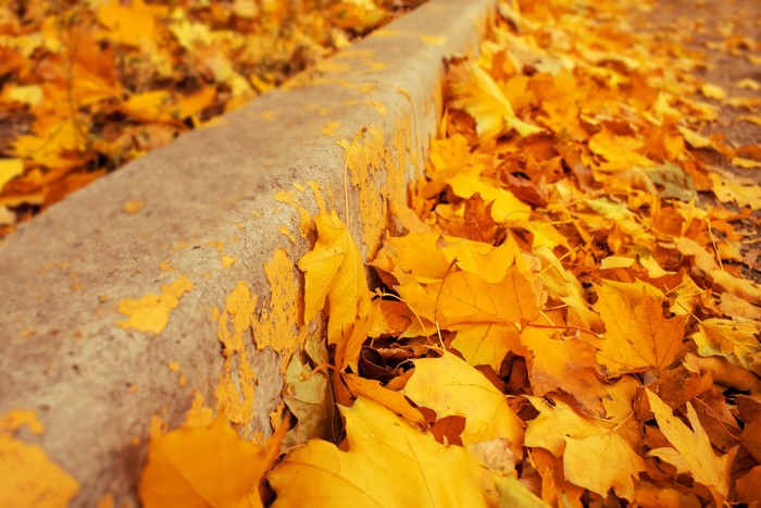 Autumn leaves on a curb