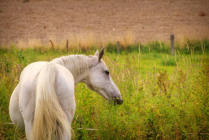 White horse grazing in a field