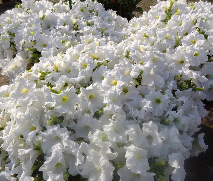 A dense bed of white petunias in bloom