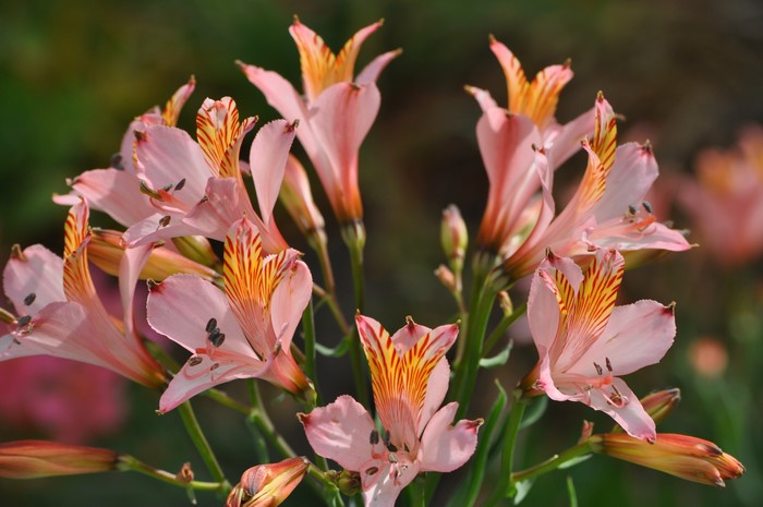 4K Alstroemeria Closeup