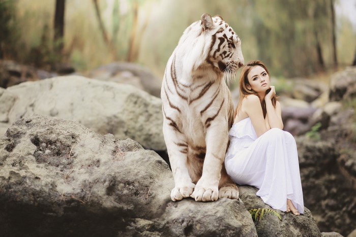 4K Majestic White Bengal Tiger with Woman Sitting on Stones